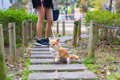 犬が『ピタっと』止…の画像