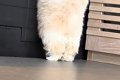 赤ちゃん犬が『お姉…の画像