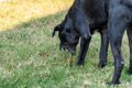 犬が拾い食いすると…の画像