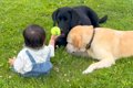 赤ちゃんと2匹の犬が…の画像