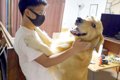 大型犬と『3ヶ月ぶり…の画像