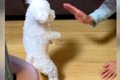 犬を初めて『実家』…の画像