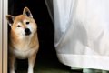 犬が『首をかしげる…の画像