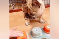 犬たちに『しゃべる…の画像