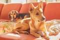 AIで『2匹の犬を擬人…の画像