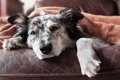 飼い主は愛犬の痛み…の画像