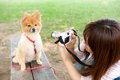 犬をモデルにしたい…の画像