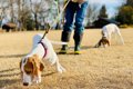 愛犬が楽しそうに散…の画像