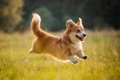 犬が嬉しそうな笑顔…の画像