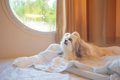 犬はペットホテルで…の画像