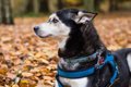 犬が嫌がる『5つの場…の画像