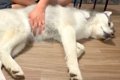 『撫でる場所が違う…の画像