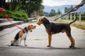 犬の散歩で他の犬と…の画像