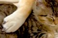 『犬が大好きな元野…の画像