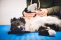 犬が大喜びする『マ…の画像