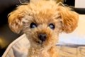 耳が遠い15歳の老犬…の画像