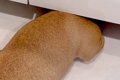 犬の姿が見当たらず…の画像