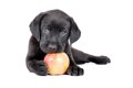 犬がりんごを食べて…の画像