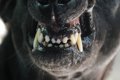 犬が飼い主に向かっ…の画像
