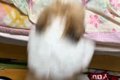 ベッドにジャンプし…の画像