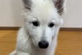 大型犬の赤ちゃんが…の画像