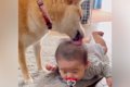 柴犬が暮らす家に『…の画像