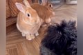 ウサギに片思い中の…の画像