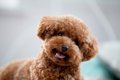 『寿命が長い犬』の…の画像