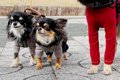 『本当に小型犬…？』…の画像