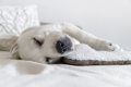 犬が寝ている時に白…の画像