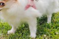 『お散歩大好きな犬…の画像