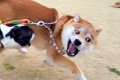 全力で遊ぶ2匹の犬→…の画像