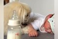 『赤ちゃんのミルク…の画像