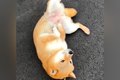 散歩の経験がない『…の画像