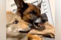 子犬が同居犬に怒ら…の画像