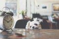 犬は「時間」が分か…の画像