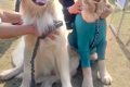 大型犬のオフ会に行…の画像