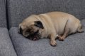 犬が飼い主に『無防…の画像