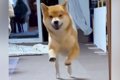 『玄関を開けたら犬…の画像