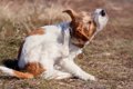 犬がマダニに刺され…の画像