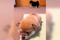 2匹の赤ちゃん犬を観…の画像