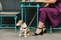 犬が入れる飲食店で…の画像