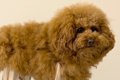 雨対策のため、犬に…の画像