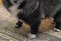 犬に『お留守番よろ…の画像