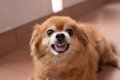犬が『ブチギレてい…の画像