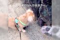 犬と海辺をお散歩し…の画像