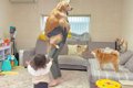 大型犬を抱っこした…の画像