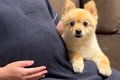 今月出産予定の妊婦…の画像