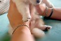 赤ちゃん犬を抱えて…の画像