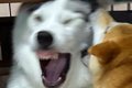 ハスキー犬が『先輩…の画像